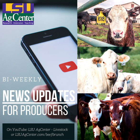 Livestock Agents Expand Beef Cattle Programming Virtually